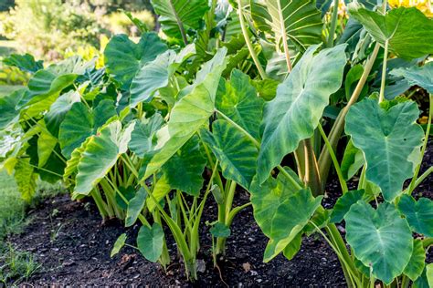 Elephant Ear Plant Care And Growing Guide