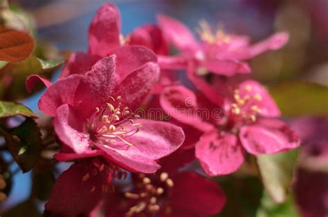 Apple Trees Blooming In Bright Pink Flowers Stock Photo