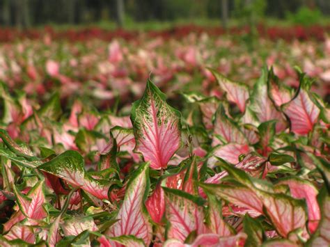 Homeopathic caladium seguinum indications, uses & symptoms from 12 cross linked materia medicas. Pink Gem Caladiums