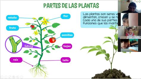 Clase De Ciencias Naturales Las Plantas Un Caso Especial Págs 52 55