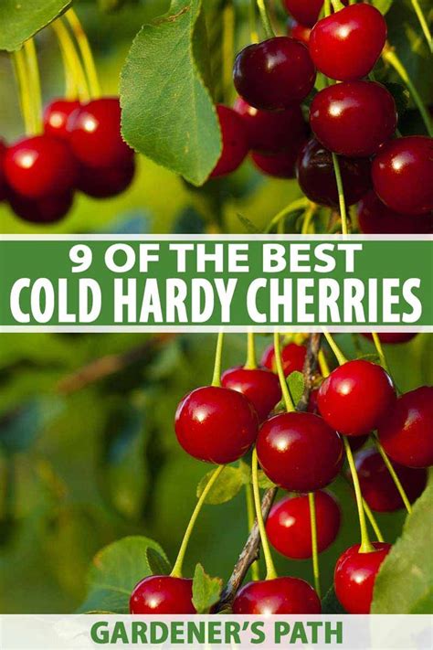 What kind of tree should you plant based on where you live? 9 of the Best Cold Hardy Cherry Trees | Sour cherry tree ...