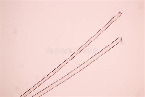 Hair Cell Of Human Under Microscope View Stock Image Image Of