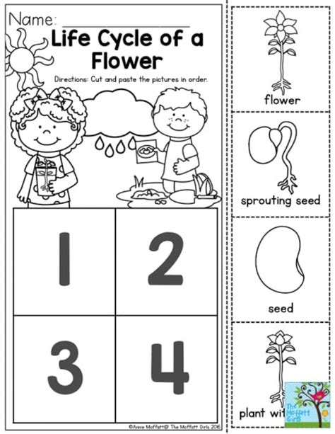 Lifecycle Of A Plant Worksheets Hot Sex Picture