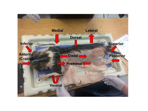 Cat Dissection External Anatomy