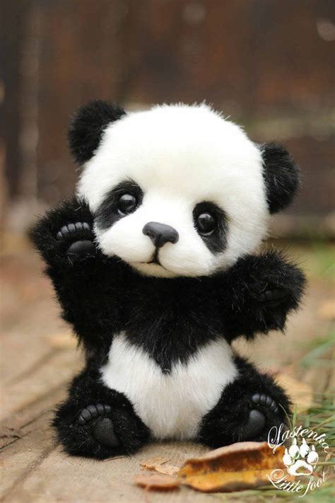 Cute Panda Pictures Real Life Cute Animals