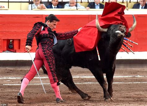 gold clad spanish bullfighter gored   groin  basque culture celebration daily mail