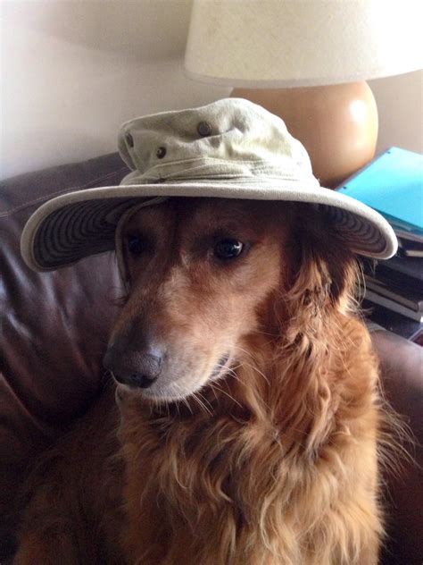 My Boy Osi Wearing A Hat Bernesemountaindog Funny Dog