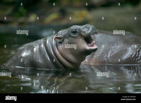 Pygmy Hippopotamus Hexaprotodon Liberiensis Calf Calling In Water