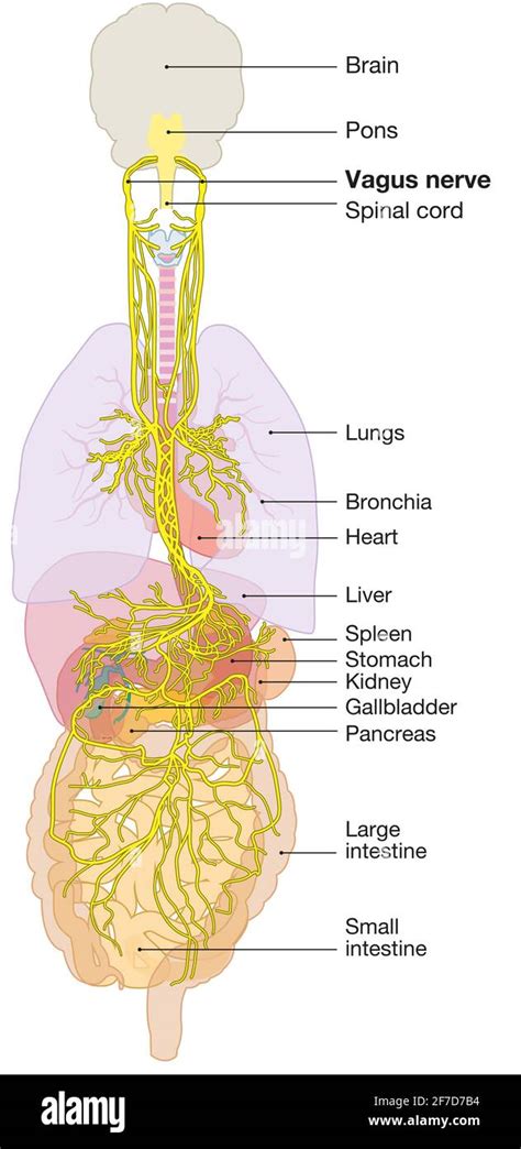 The 3d Illustration Showing Brain And Active Vagus Nerve Tenth Cranial