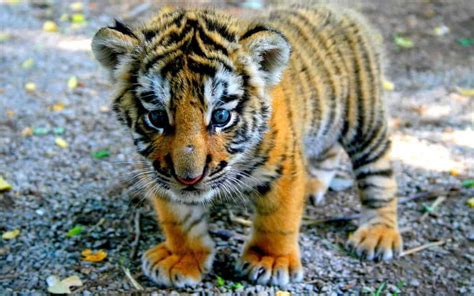 10 Cute Tiger Pictures And Tiger Facts Fun Kids The