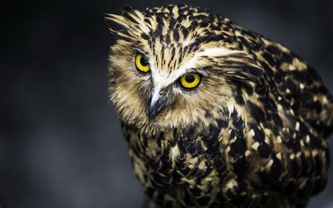 Wallpaper Owl Face Feathers Eyes Predator Bird 2560x1600