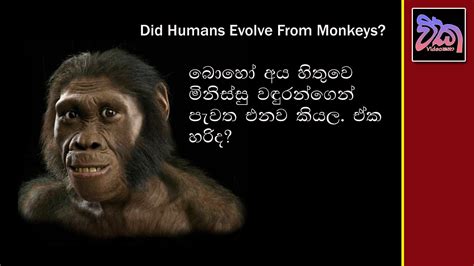 Did Humans Evolve From Monkeys Youtube