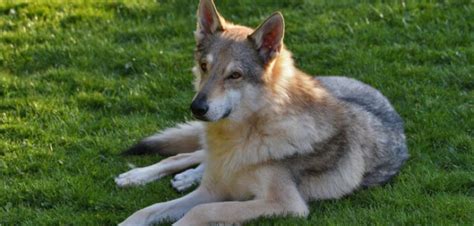 Tschechoslowakischer Wolfshund Kluger Hund Mit Wilden Blut