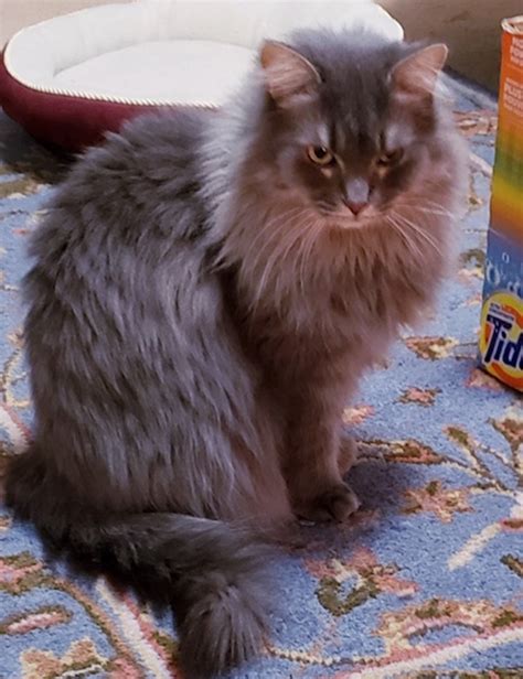 Similar to persian cats, maine coons are also high maintenance cats as their fur is quite thick and long. Sasha. Loving, Sociable, Part Maine Coon Cat Finds A New ...