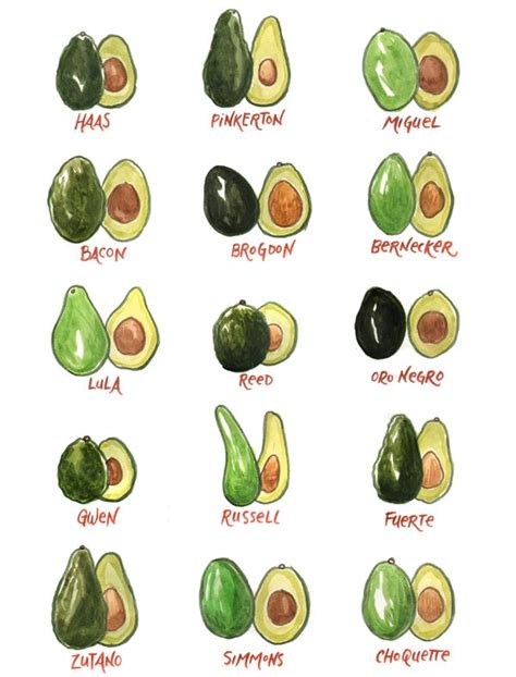 Avocado Varieties A Brief Guide To Some Of The Most Loved Varieties In