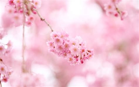 Free Download Sakura Flowers Wallpaper Hd Freetopwallpapercom 1280x856