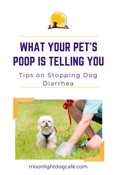 Home Remedies For Stopping Dog Diarrhea