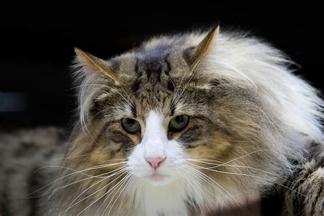 How To Spot A Norwegian Forest Cat