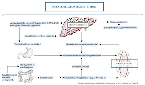 Liver Cirrhosis Pathology