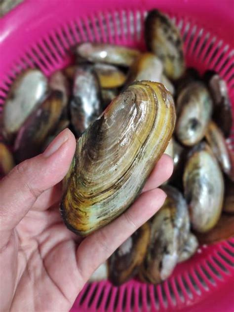 Restoran bandar djakarta memiliki varian seafood terbaik dan berkualitas mulai dari live hingga fresh seafood, diolah dengan bumbu terbaik dan dimasak oleh koki berpengalaman tinggi, memberikan kesempurnaan dalam cita rasa sajian laut khas indonesia. Kerang Saus Padang by : Amanda | Garden To Table - Resep ...