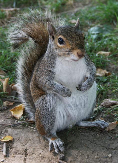 Filecommon Squirrel Wikipedia