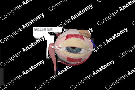Superior Tarsal Muscle Complete Anatomy