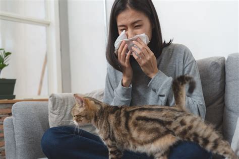 Cat Allergy What It Is And How To Solve It Petrebels