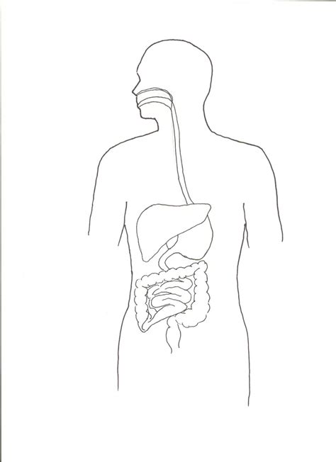Human Body Digestive System Outline Clip Art Library