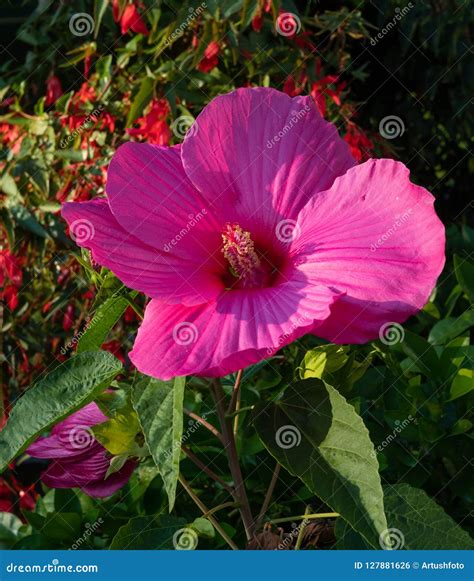 Beautiful Swamp Rose Mallow Flower Stock Photo Image Of Bright