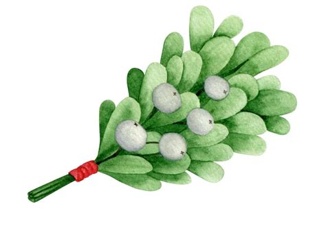 Premium Vector Watercolor Christmas Illustration Mistletoe Bouquet
