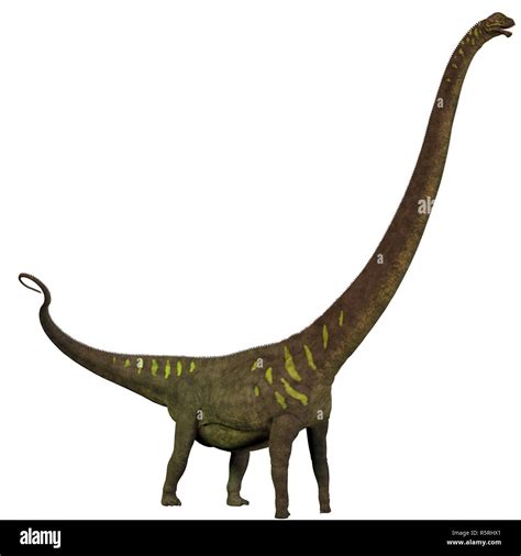 Mamenchisaurus Youngi Profile Stock Photo 227327017 Alamy