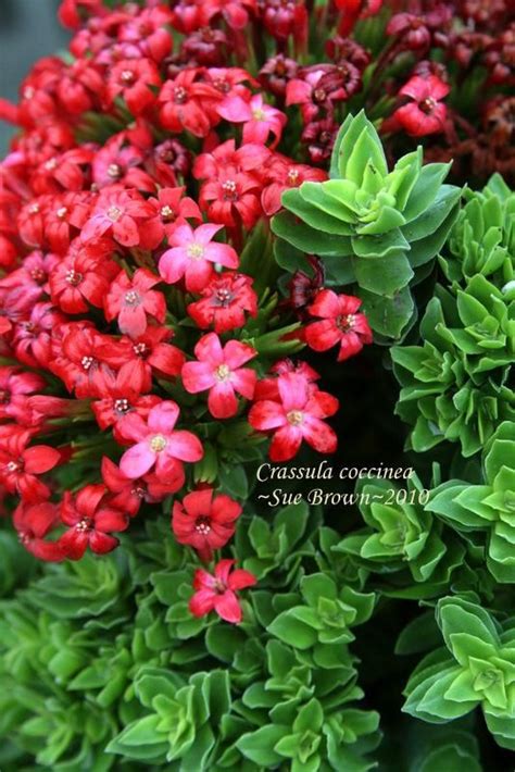 photo of crassula crassula coccinea uploaded by calif sue succulent