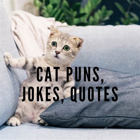 50 Funny Cat Puns Jokes And Quotes Legitng