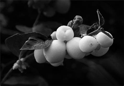 Snowberries By Alfiek Ephotozine
