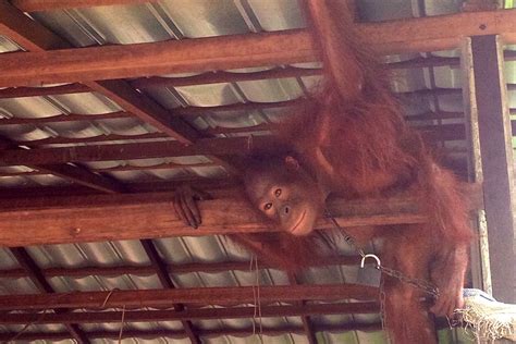 Meskipun sebagian besar bermakna buruk atau kurang baik, ada beberapa mimpi yang berkaitan kesialan yang anda dapatkan ini merupakan buah tangan dari diri anda sendiri, misalnya anda sedang bepergian kemudian lupa mengunci rumah dan. Orangutan dan Senyulong Ini Ada di Rumah Pak Guru, Lho ...