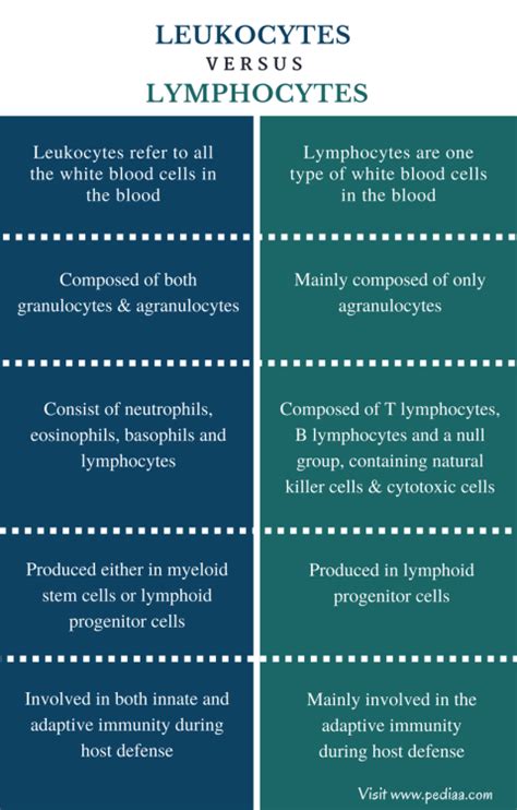 Difference Between Leukocytes And Lymphocytes Characteristics