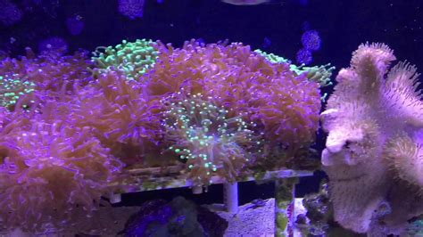 Reef Tank And Clean Up Crew Youtube