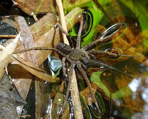Fishing Spider Eating A Fish