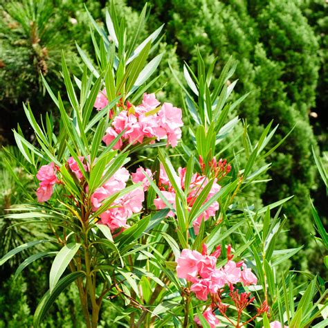 Premium Oleander Standard Pink Tree 80 100cm Tall In 20cm Pot Amazon