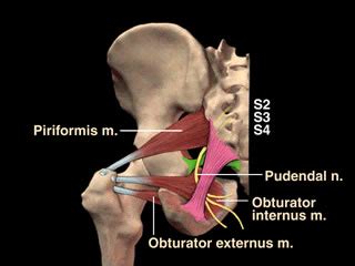pudendal nerve - meddic
