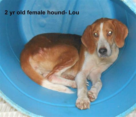 Coonhound M 2 Years Named Lou In Elizabethtown Nc Bladen County