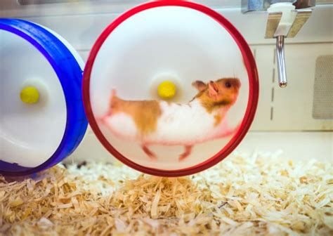 Why Do Hamsters Run On Wheels A Data Backed Answer Hamsteropedia