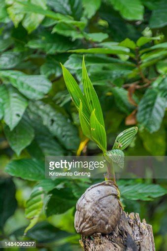 Closeup Of Sprouting Coconut High Res Stock Photo Getty Images