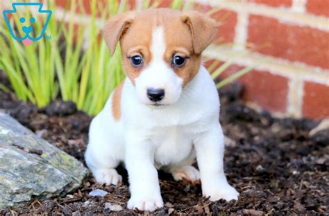 Jet Jack Russell Terrier Puppy For Sale Keystone Puppies