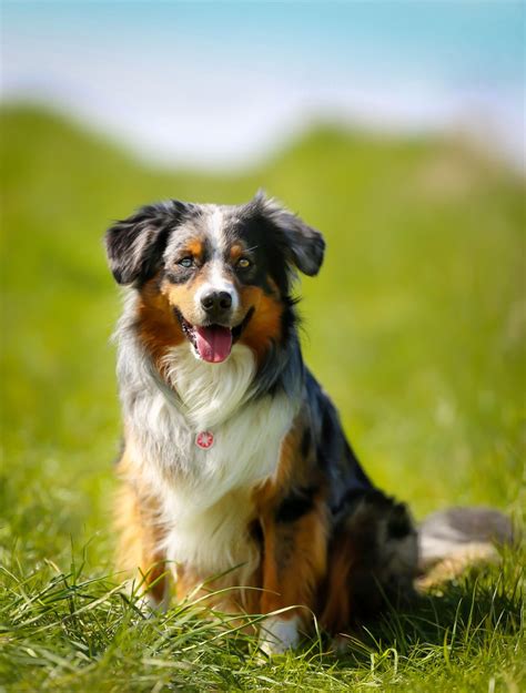 Look at pictures of border border collie puppies and dogs. Border Collie beschäftigen - myBorderCollie.de