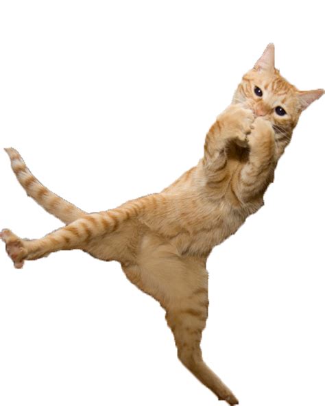 Just Some Fabulous Jumping Cats Aww Jumping Cat Cats Cute Cats