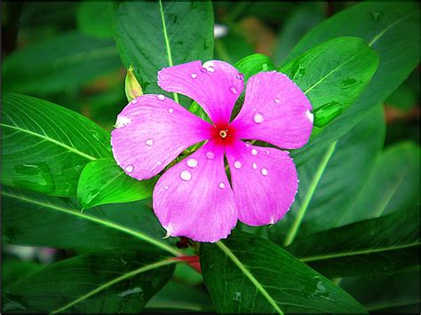 Five Petals Flower Plant Nature Usman Ali Flickr