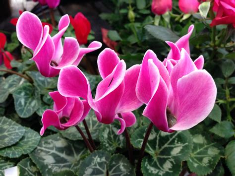 Here are our top six heart shaped plants even though we think of it as the flower, it is only a so called spathe as the actual flowers are small and sit on the elongated spike shaped spadix. Garden Gifts For Valentine's Day | Purdue University ...