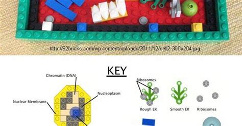 Internal organelles of a plant cell. plant cell model made of Legos (by Harris "Brickman ...