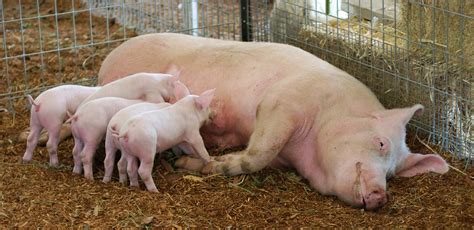 Sow And Piglets A Mother Pig Feeds Her Babies At The 2009 No Flickr